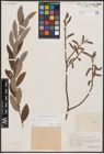 Foto von Salix cinerea L.